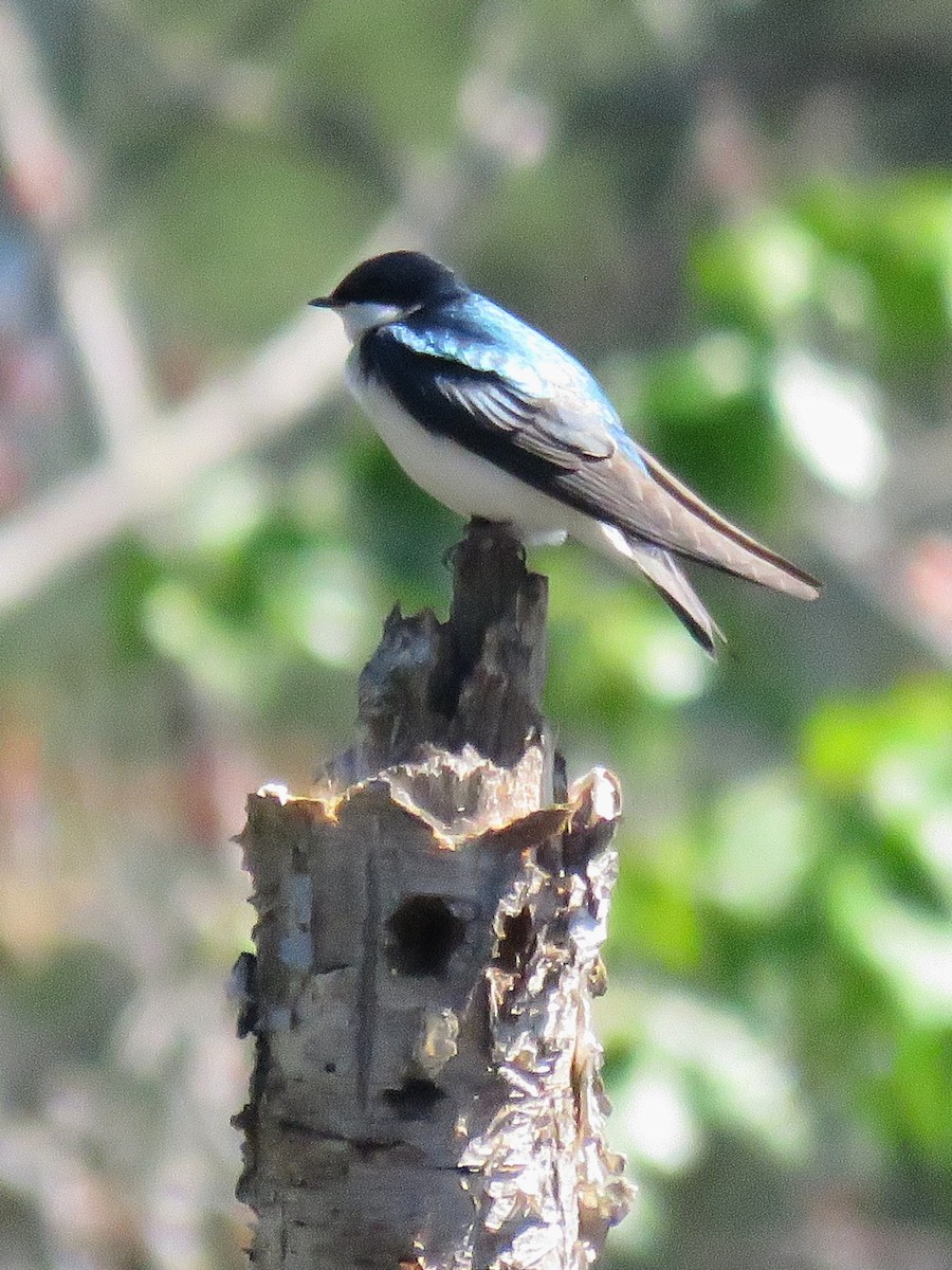 Tree Swallow - ML617005657
