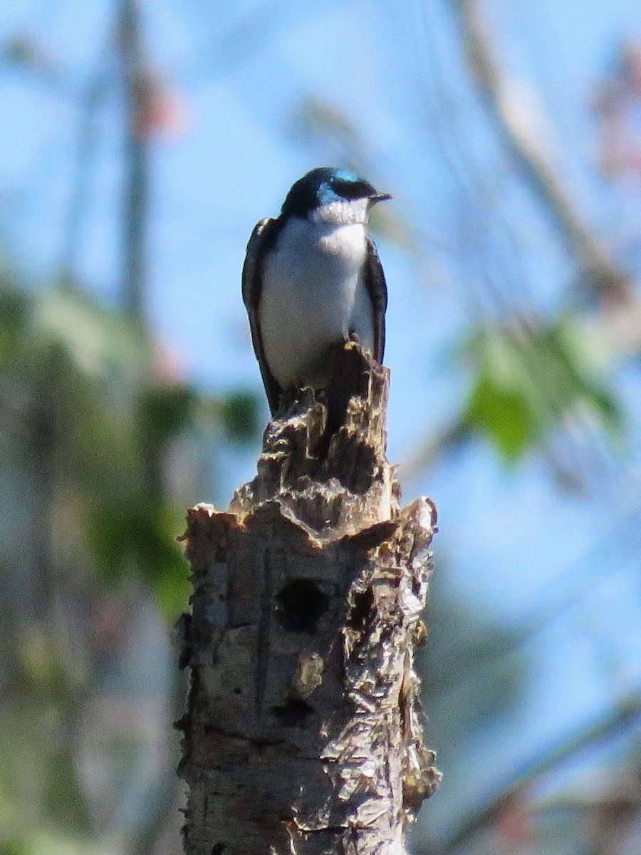 Tree Swallow - ML617005658