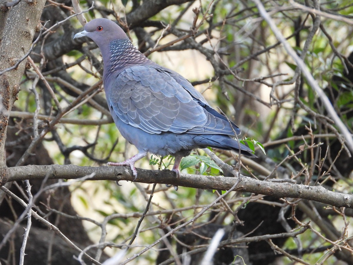 Picazuro Pigeon - ML617005660