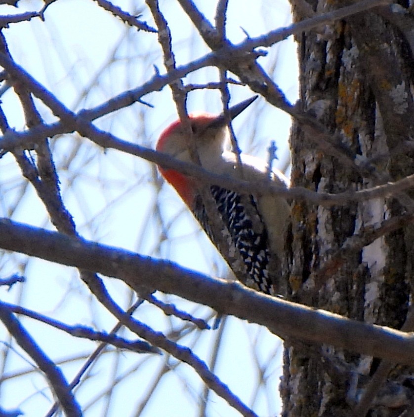 Red-bellied Woodpecker - ML617005665