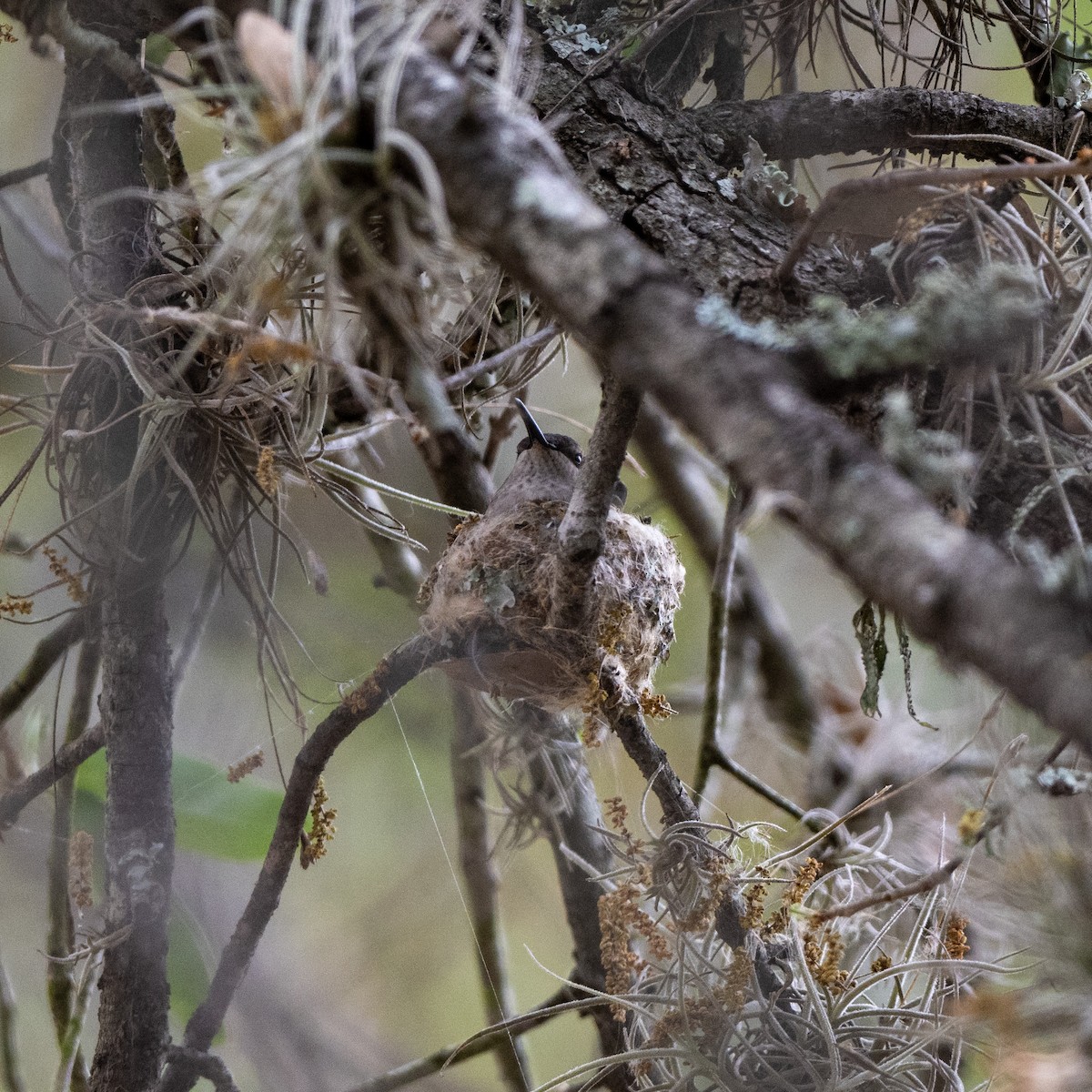 Black-chinned Hummingbird - ML617005666