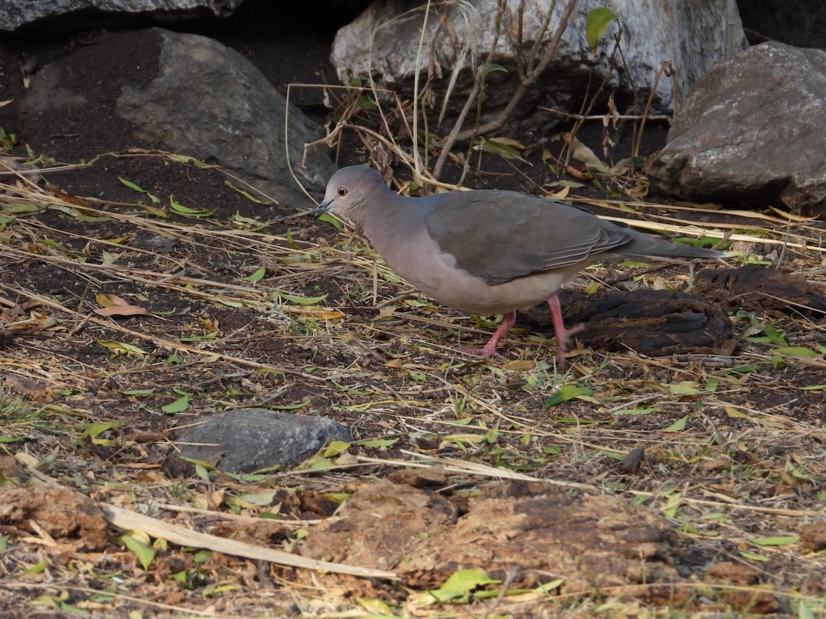 White-tipped Dove - ML617005677