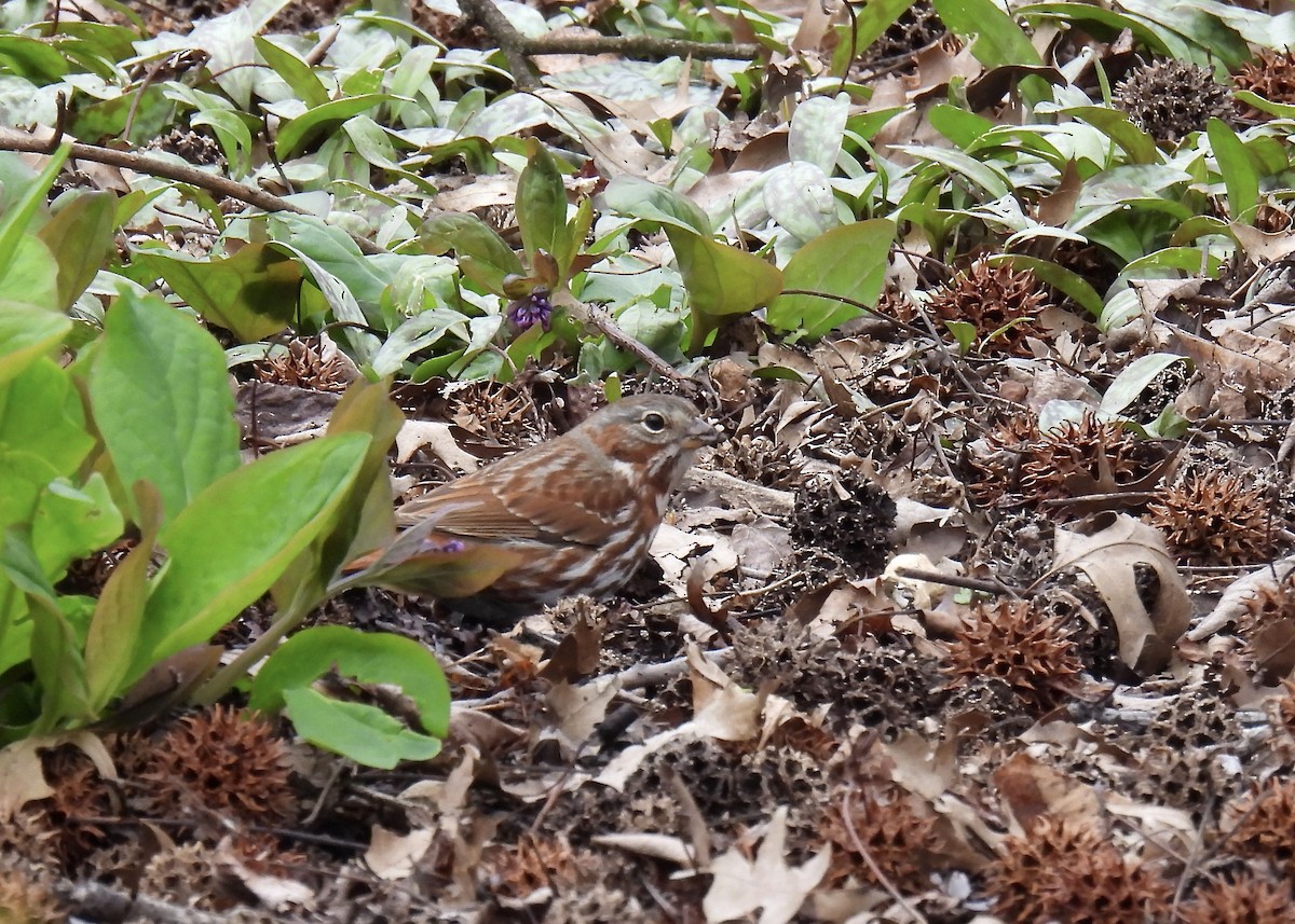 Fox Sparrow - Cathy Weiner