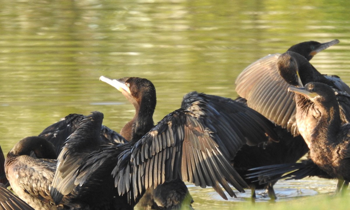 Double-crested Cormorant - ML617005750