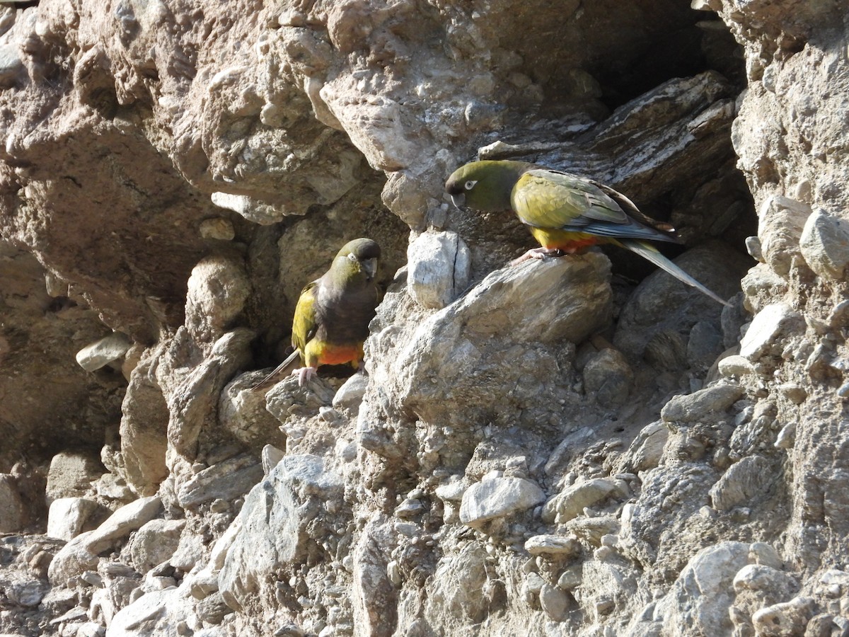 Burrowing Parakeet - ML617005765