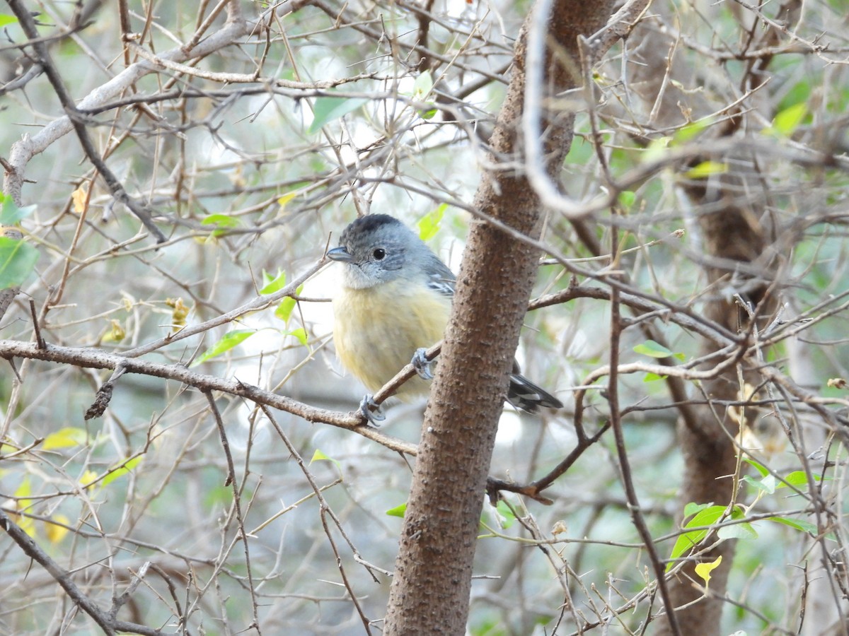 Variable Antshrike - ML617005785