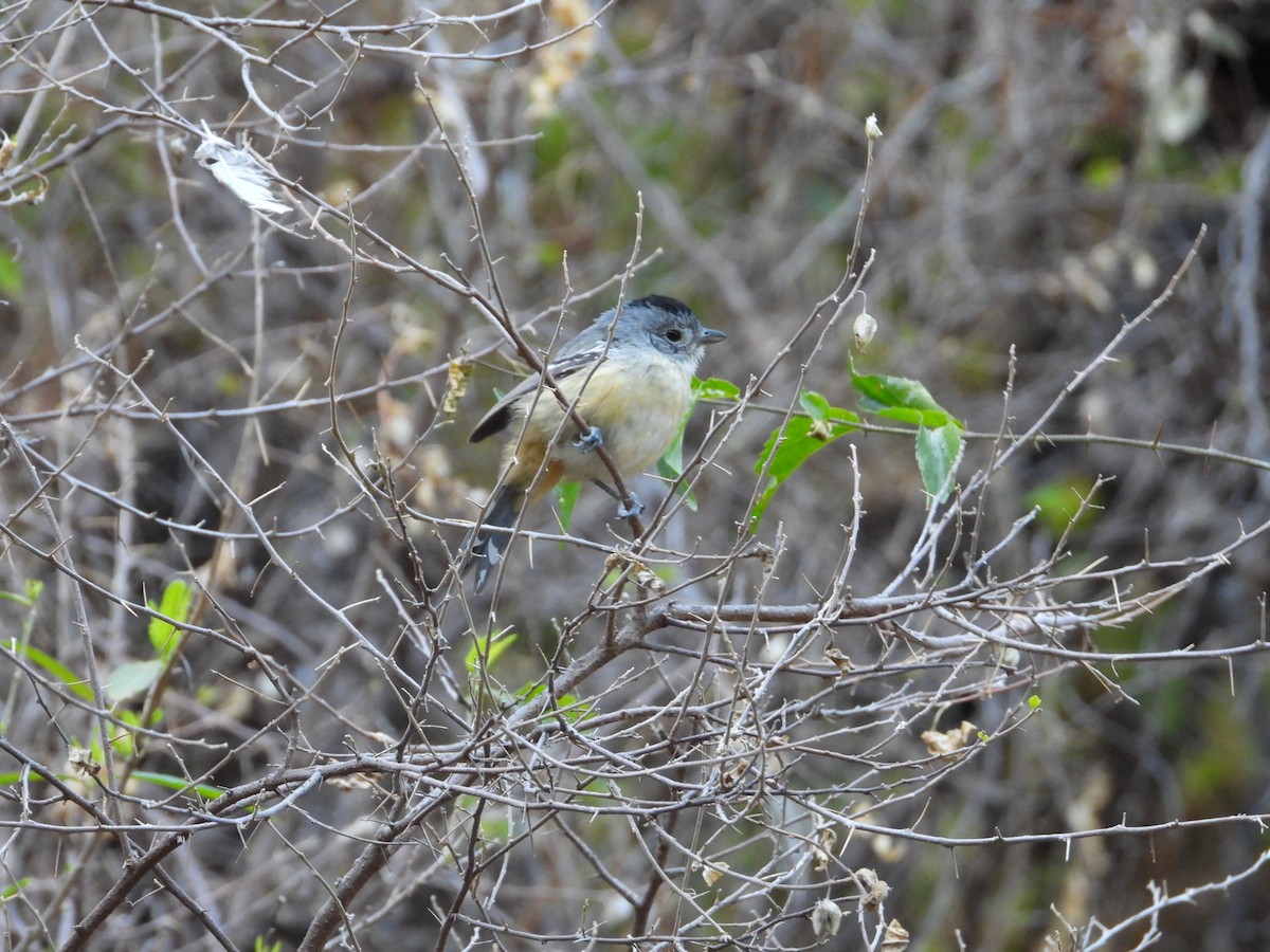 Variable Antshrike - ML617005789