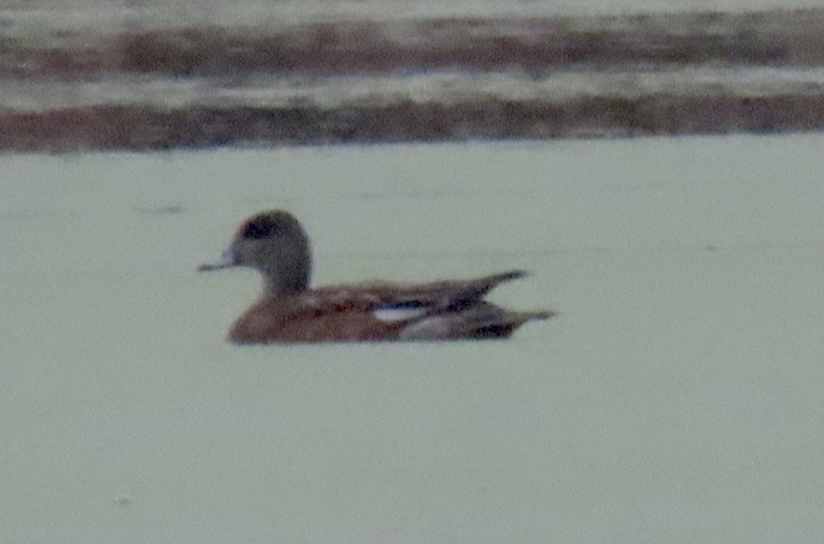 American Wigeon - Ann Griffin