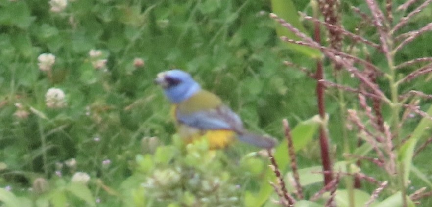 Blue-and-yellow Tanager - ML617005802