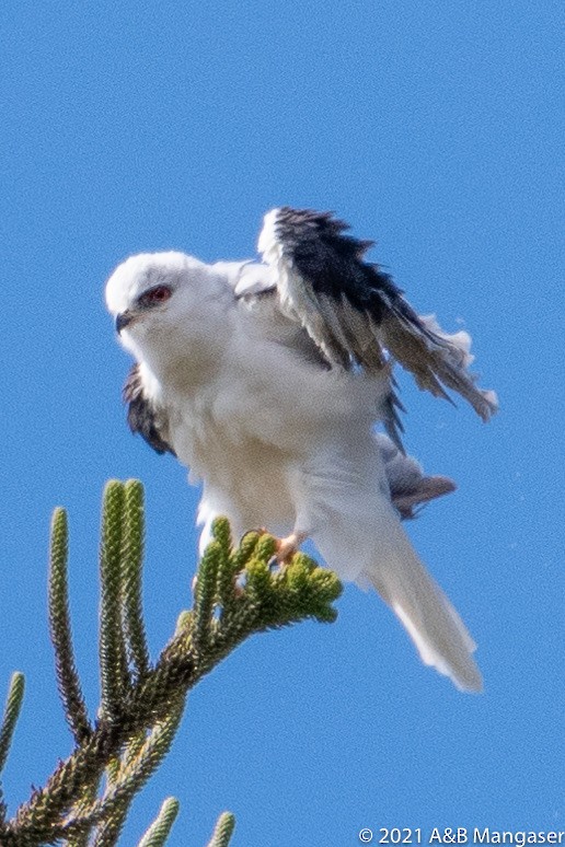 White-tailed Kite - Bernadette and Amante Mangaser