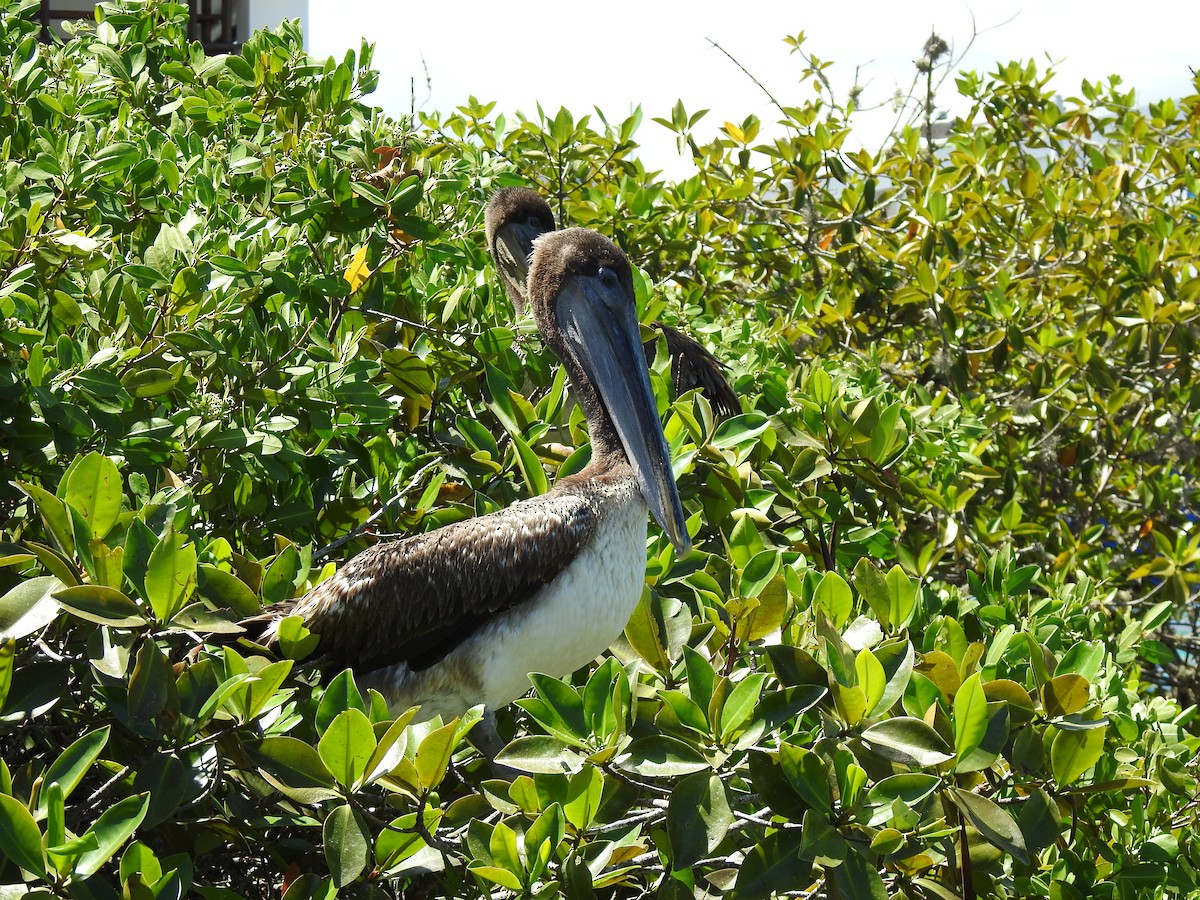 Brown Pelican - ML617005868