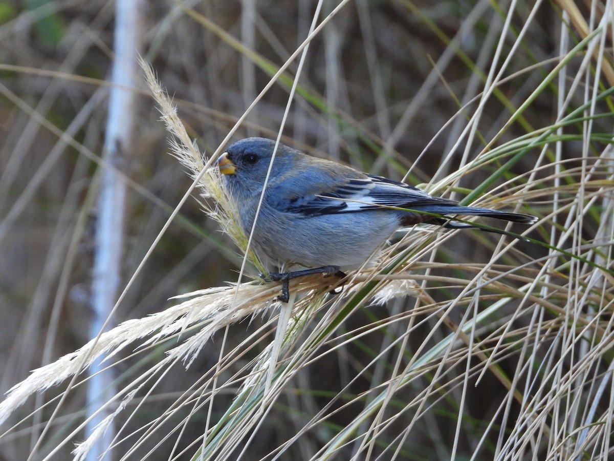 Band-tailed Seedeater - ML617005872