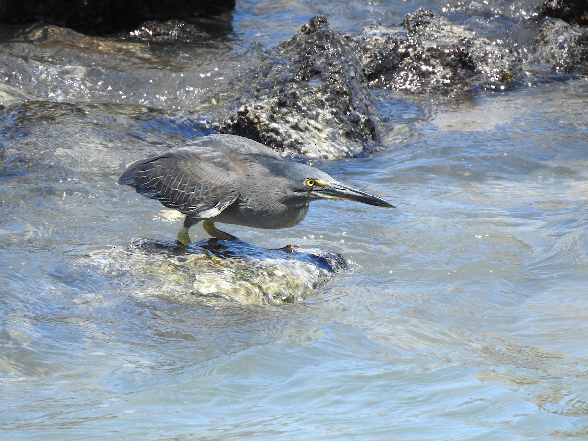 Striated Heron - ML617005883