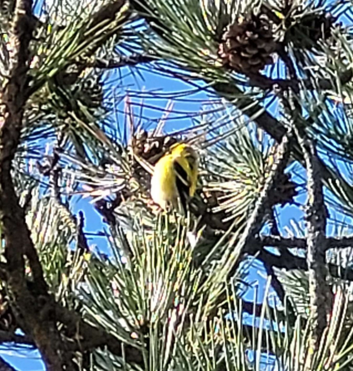 American Goldfinch - ML617005899