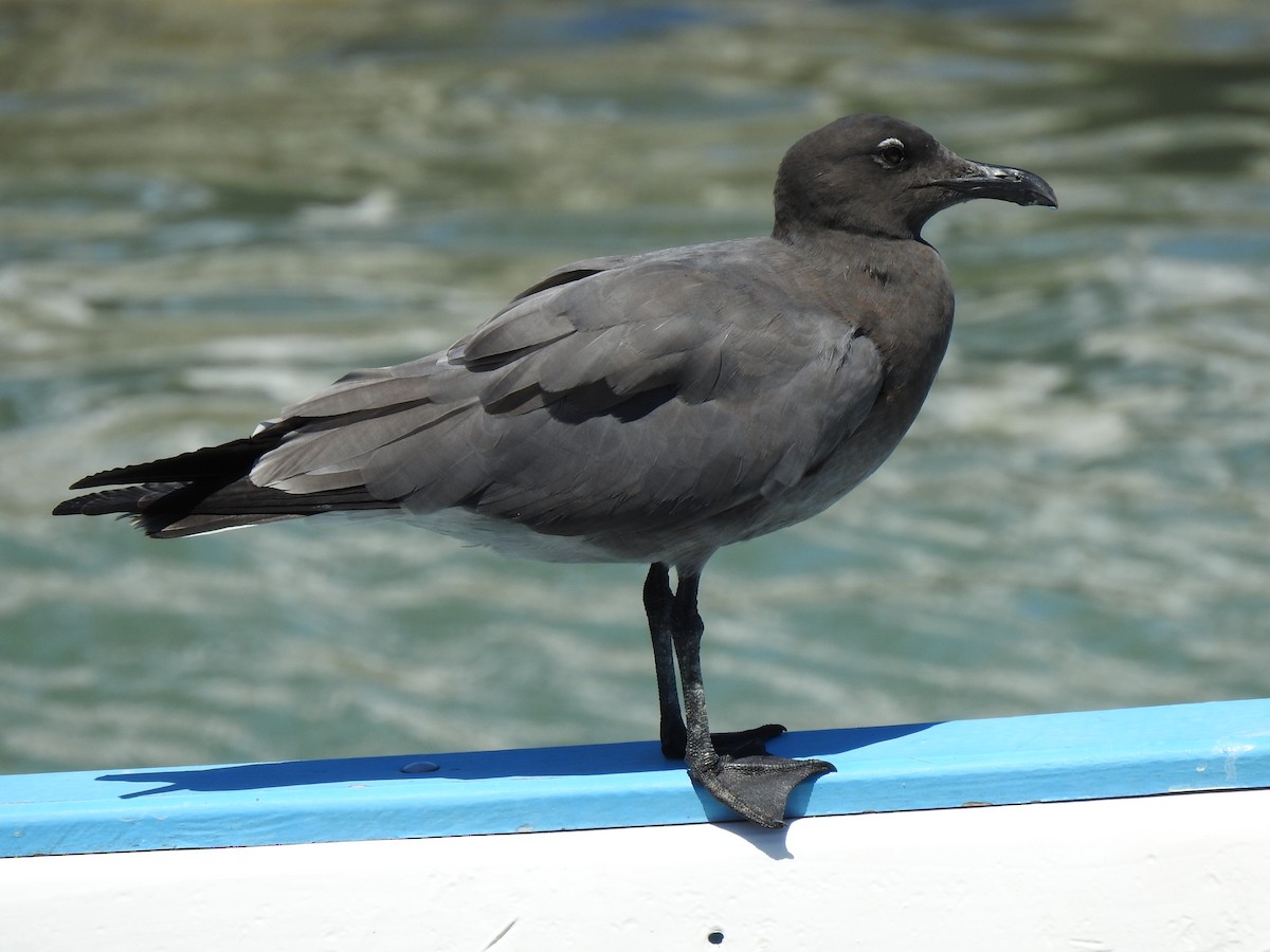 Mouette obscure - ML617005973