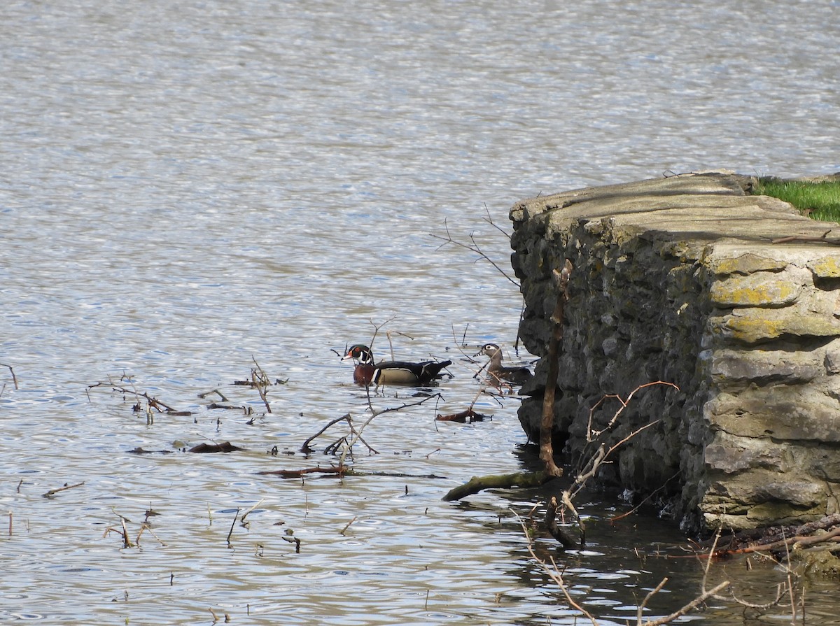 Wood Duck - ML617006005