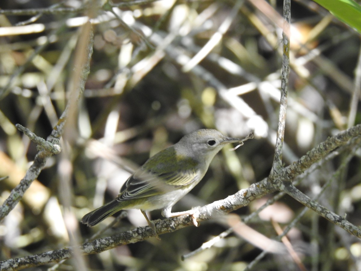 Yellow Warbler - ML617006006