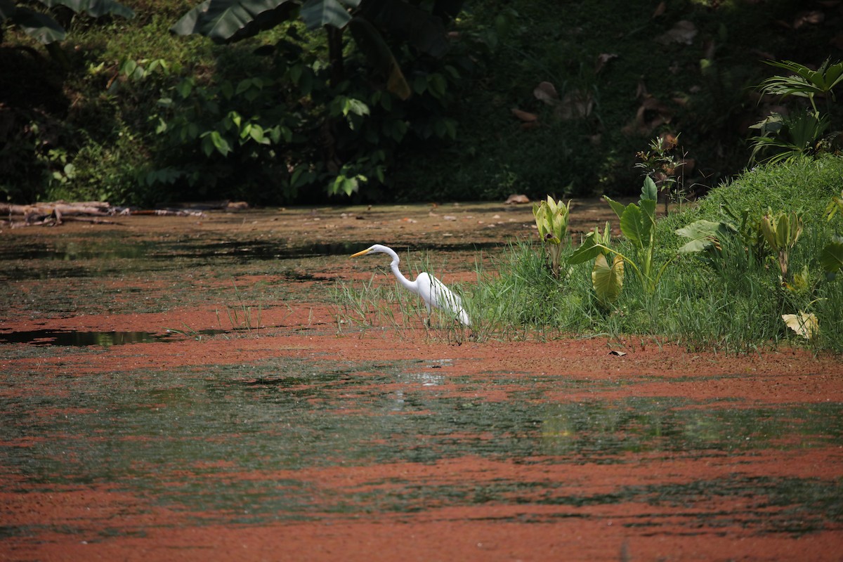 Great Egret - Jeff Sexton