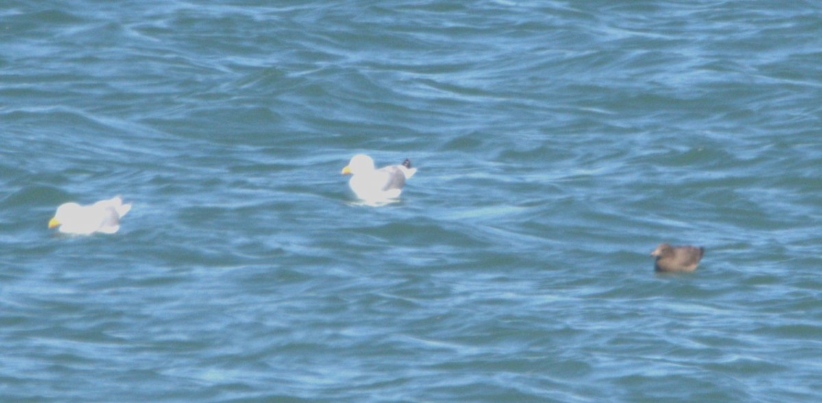 Heermann's Gull - Josh Barstow