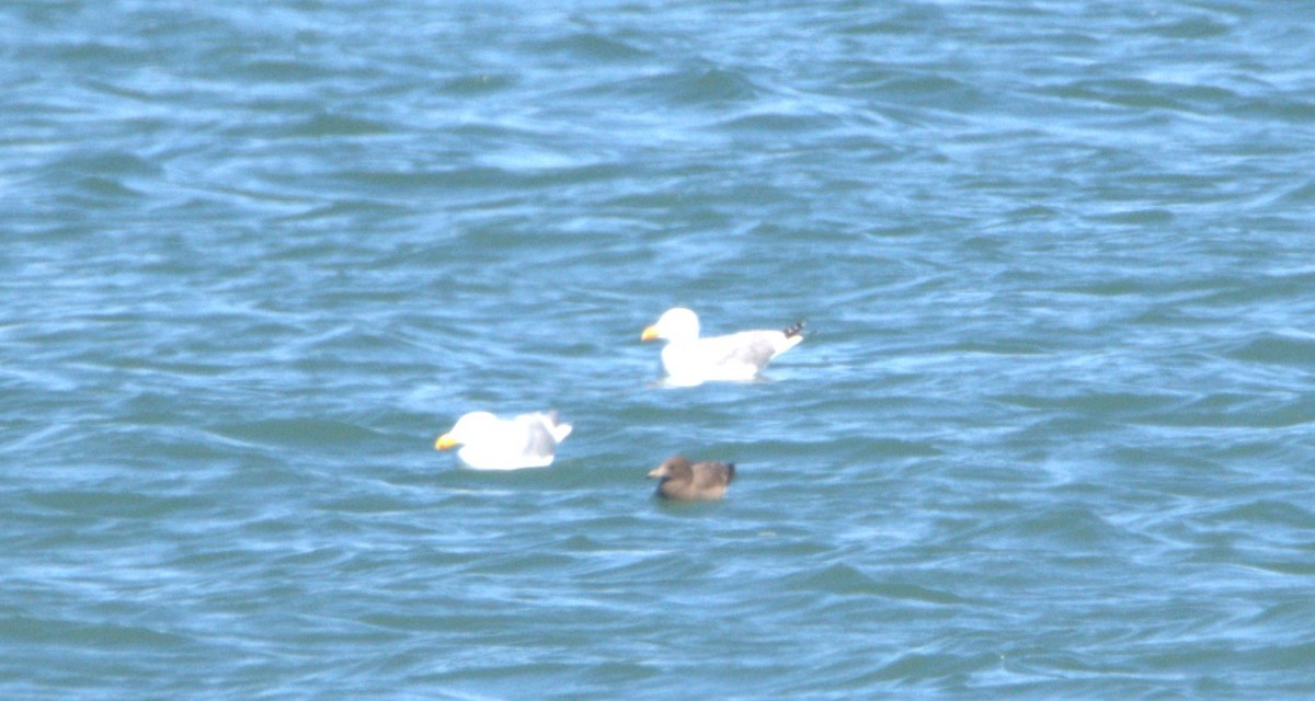 Heermann's Gull - Josh Barstow