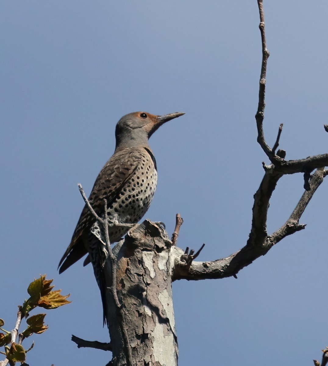 Northern Flicker (Yellow-shafted x Red-shafted) - ML617006150