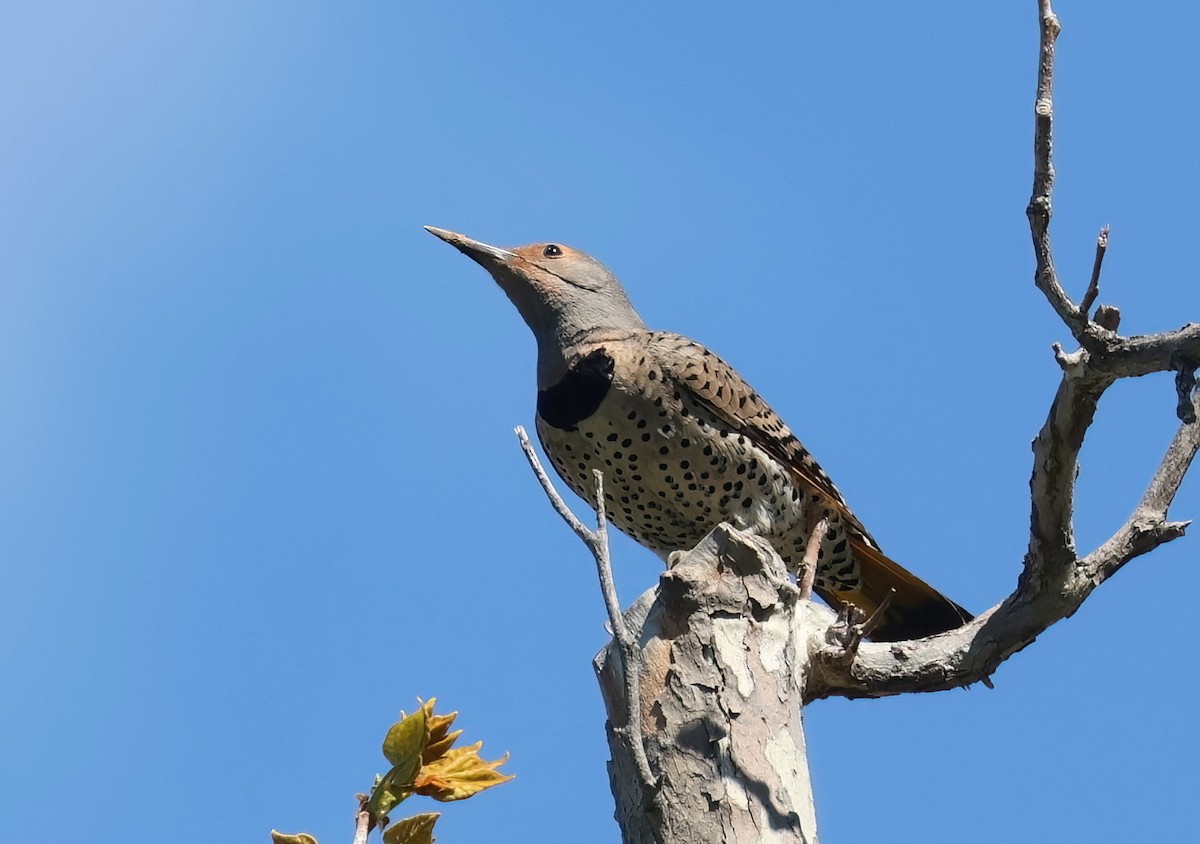 Northern Flicker (Yellow-shafted x Red-shafted) - ML617006152