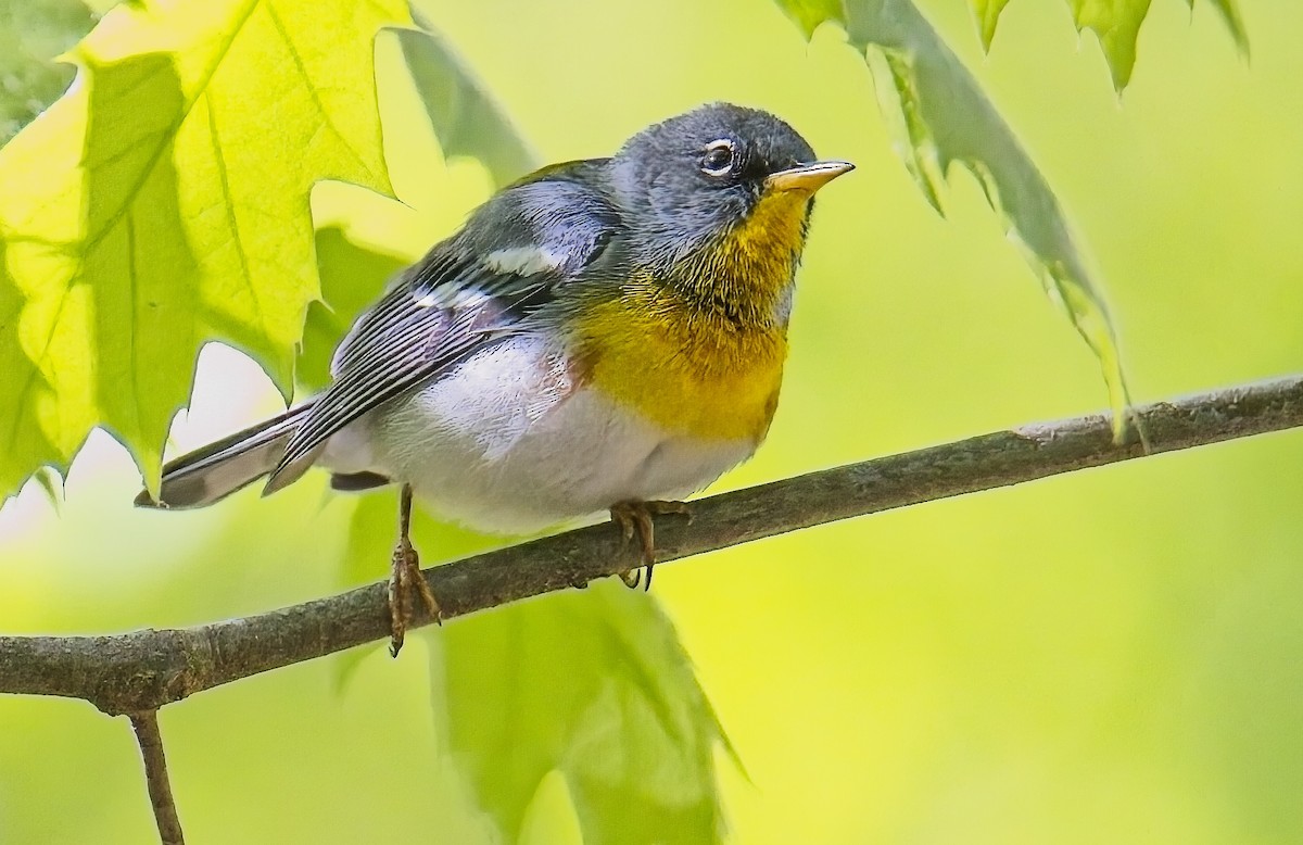 Northern Parula - ML617006167
