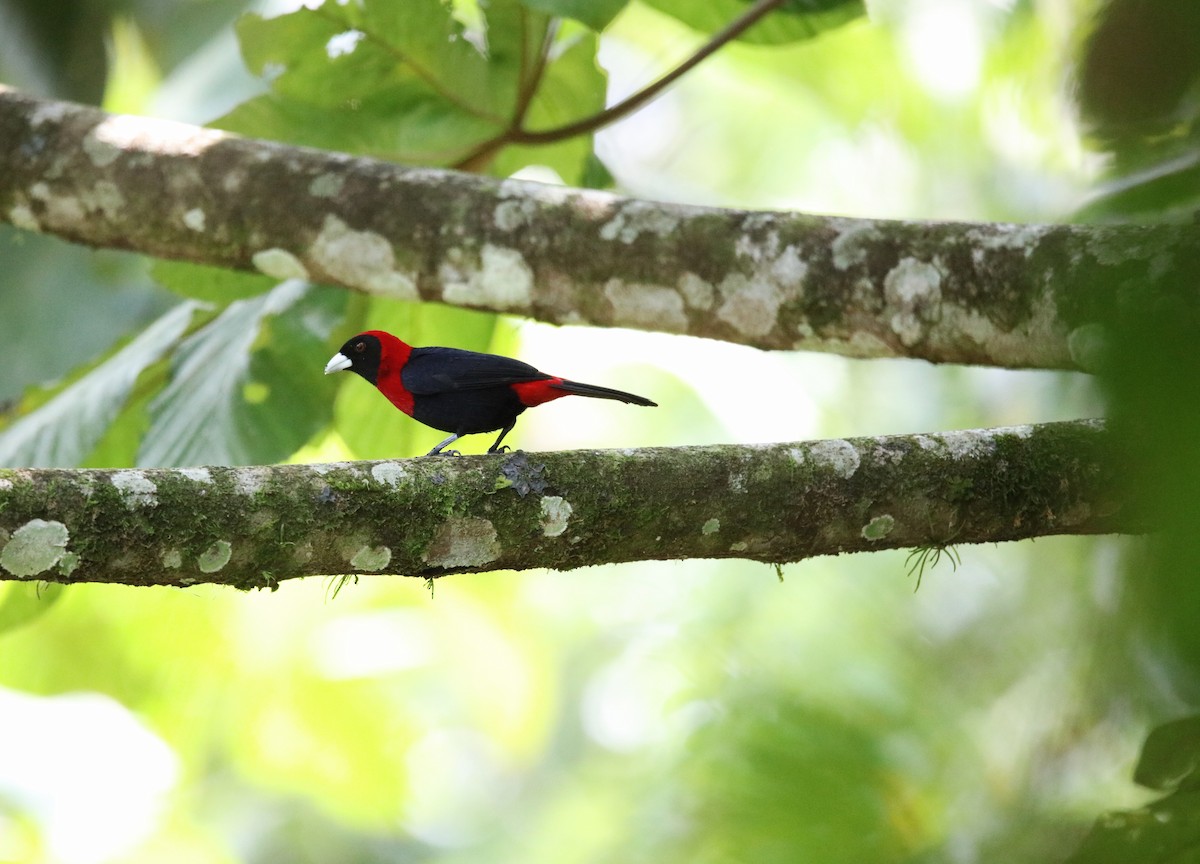 Crimson-collared Tanager - Jeff Sexton