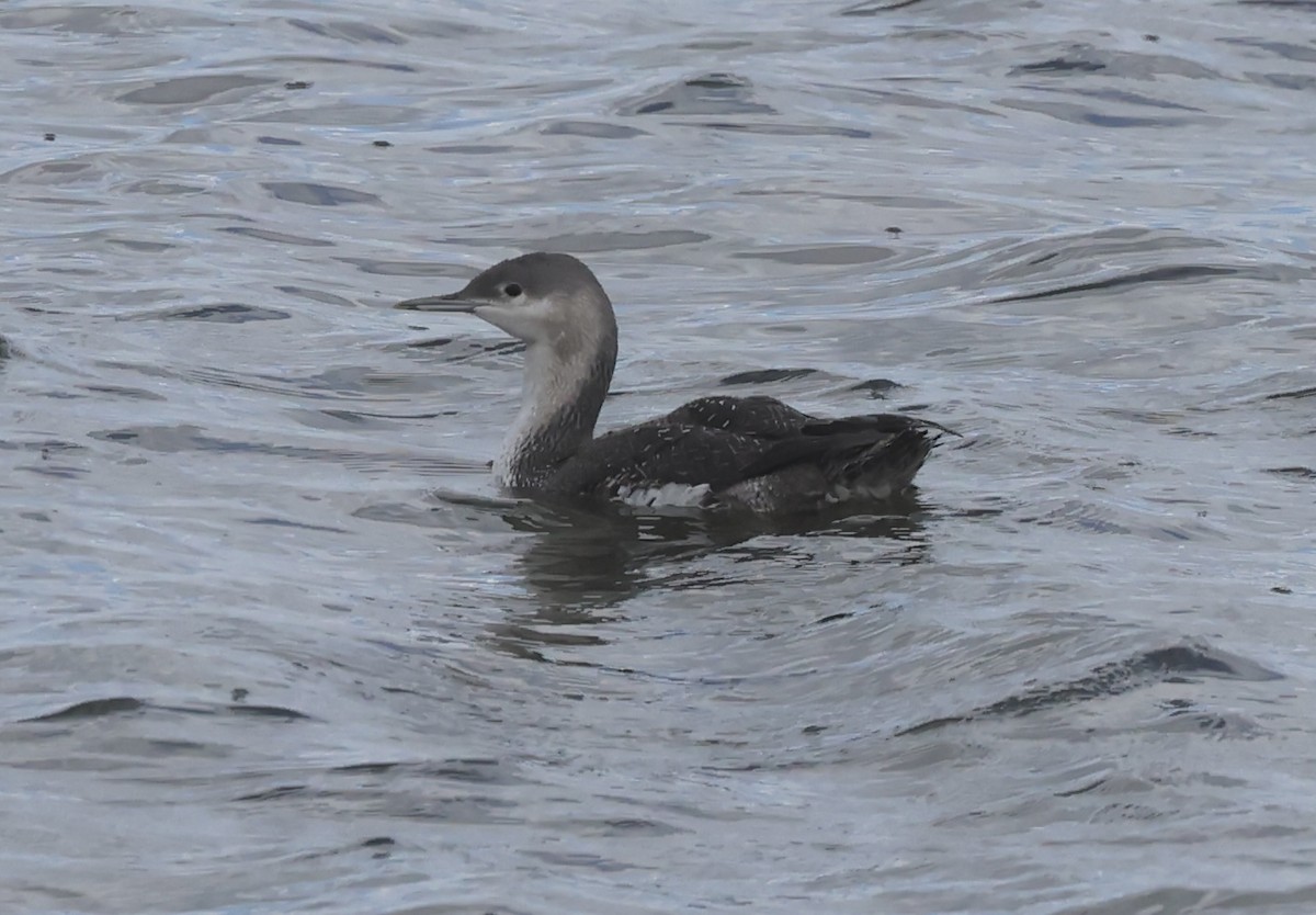 Red-throated Loon - ML617006248