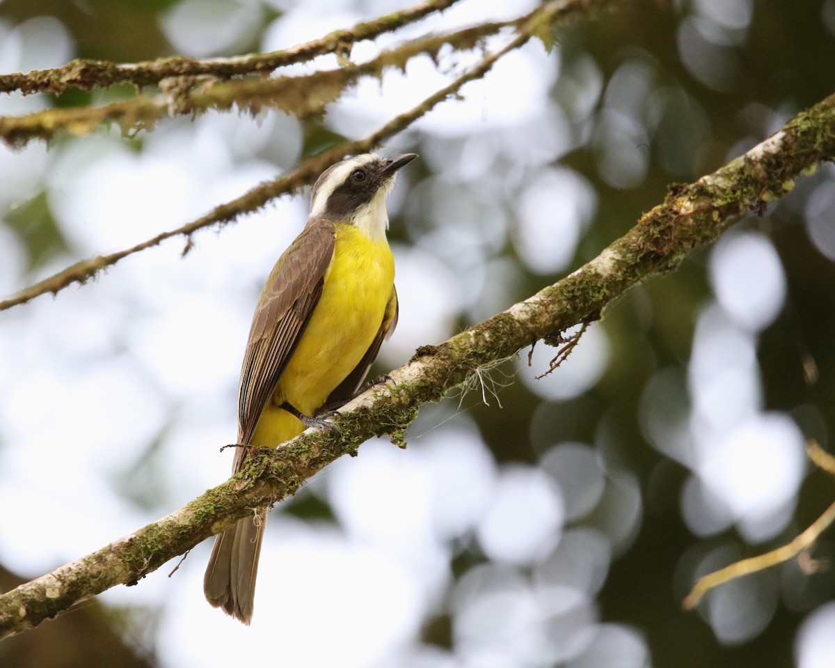 Social Flycatcher - Jeff Sexton