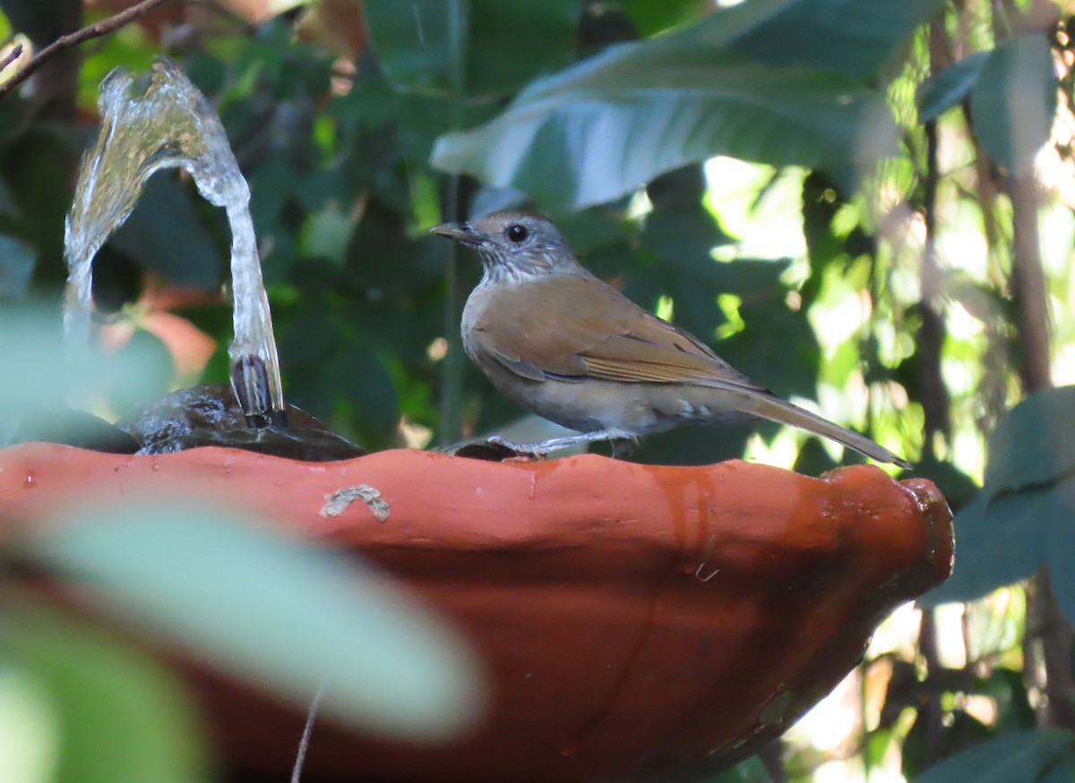 Pale-breasted Thrush - Birding Iguazu