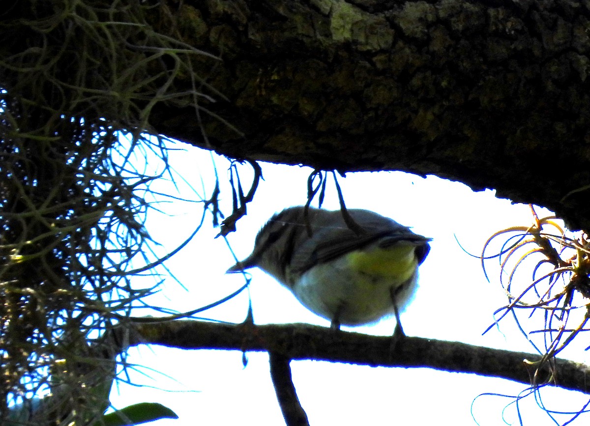 Vireo Ojirrojo - ML617006353