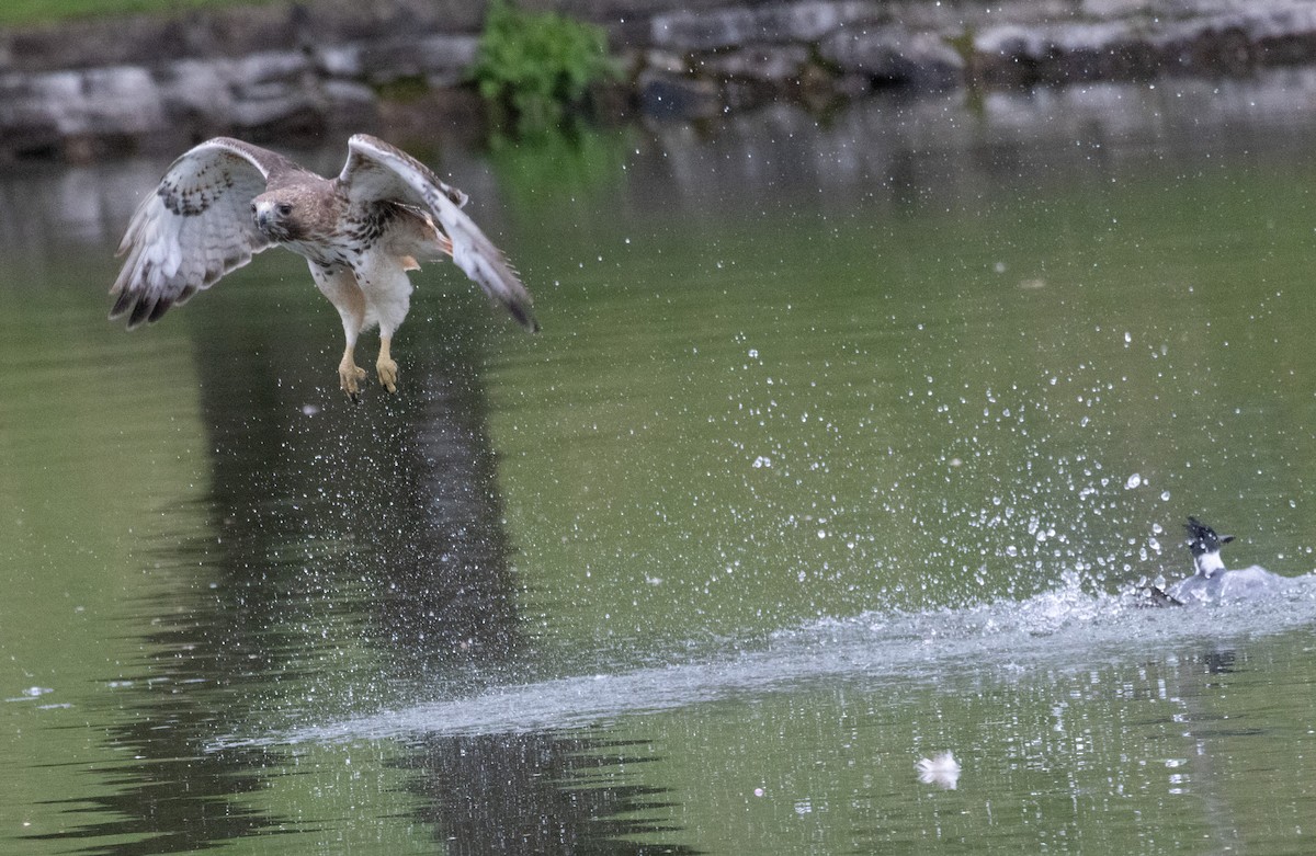 Belted Kingfisher - ML617006374