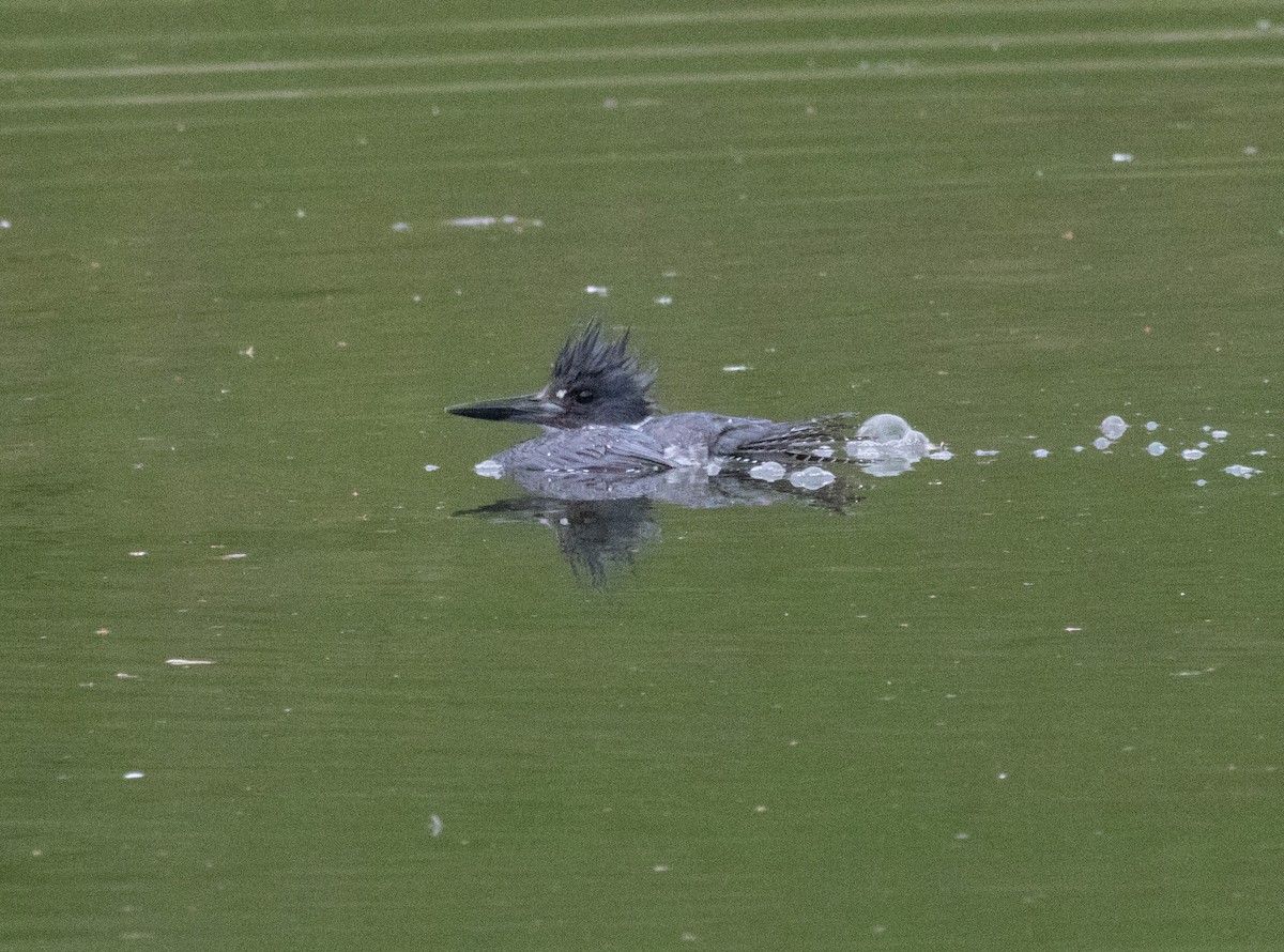 Belted Kingfisher - ML617006377