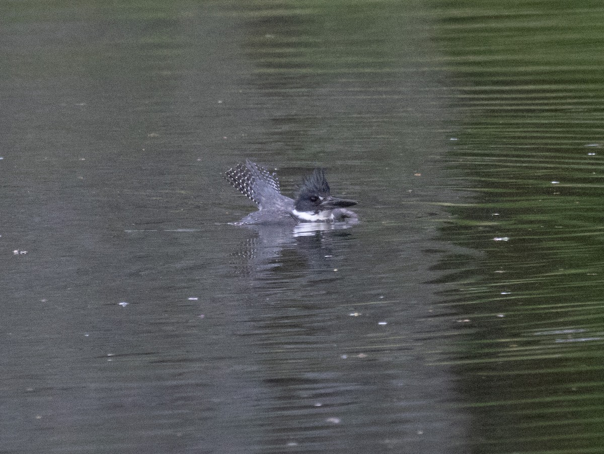 Belted Kingfisher - ML617006378