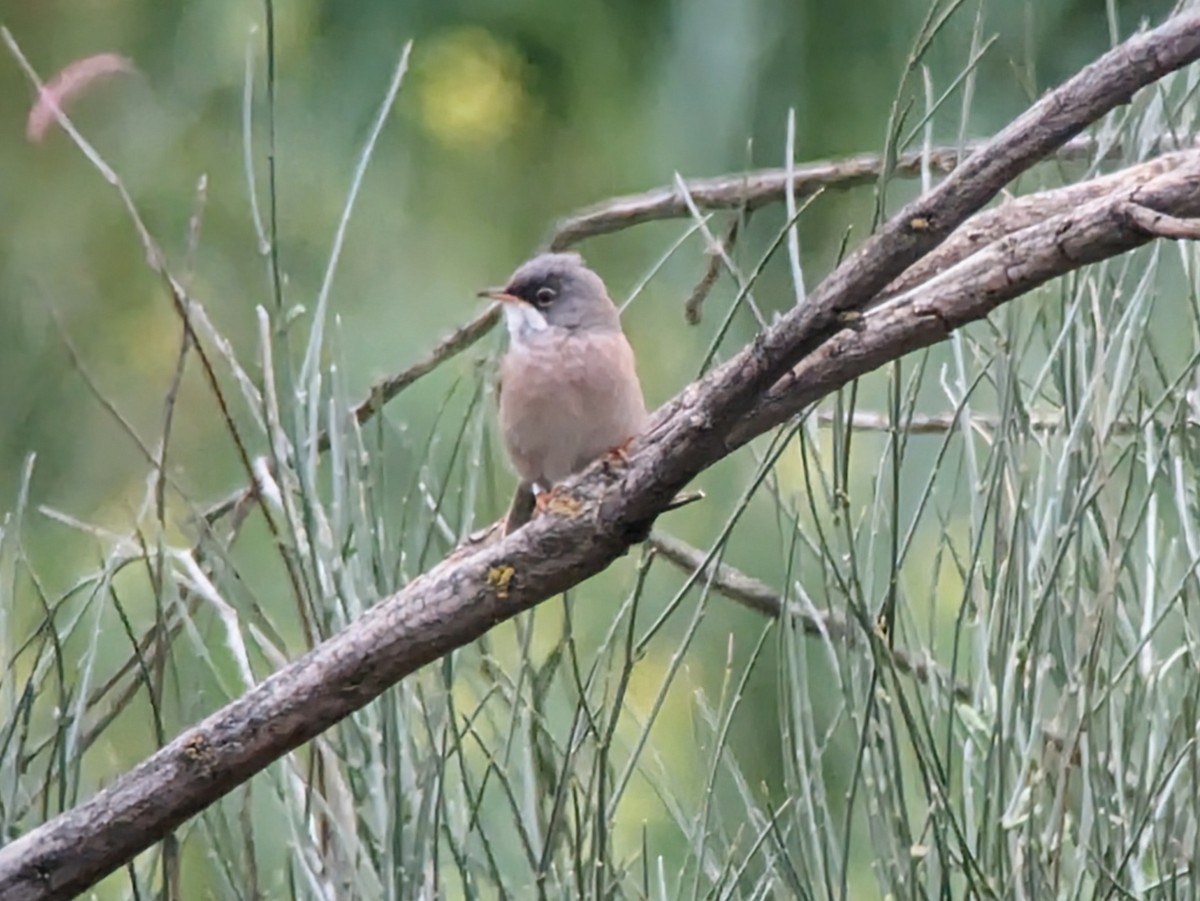 Spectacled Warbler - ML617006379