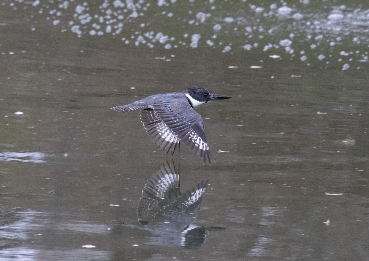 Belted Kingfisher - ML617006380