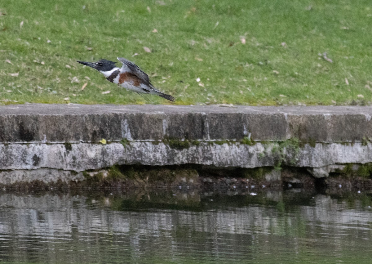 Belted Kingfisher - ML617006381
