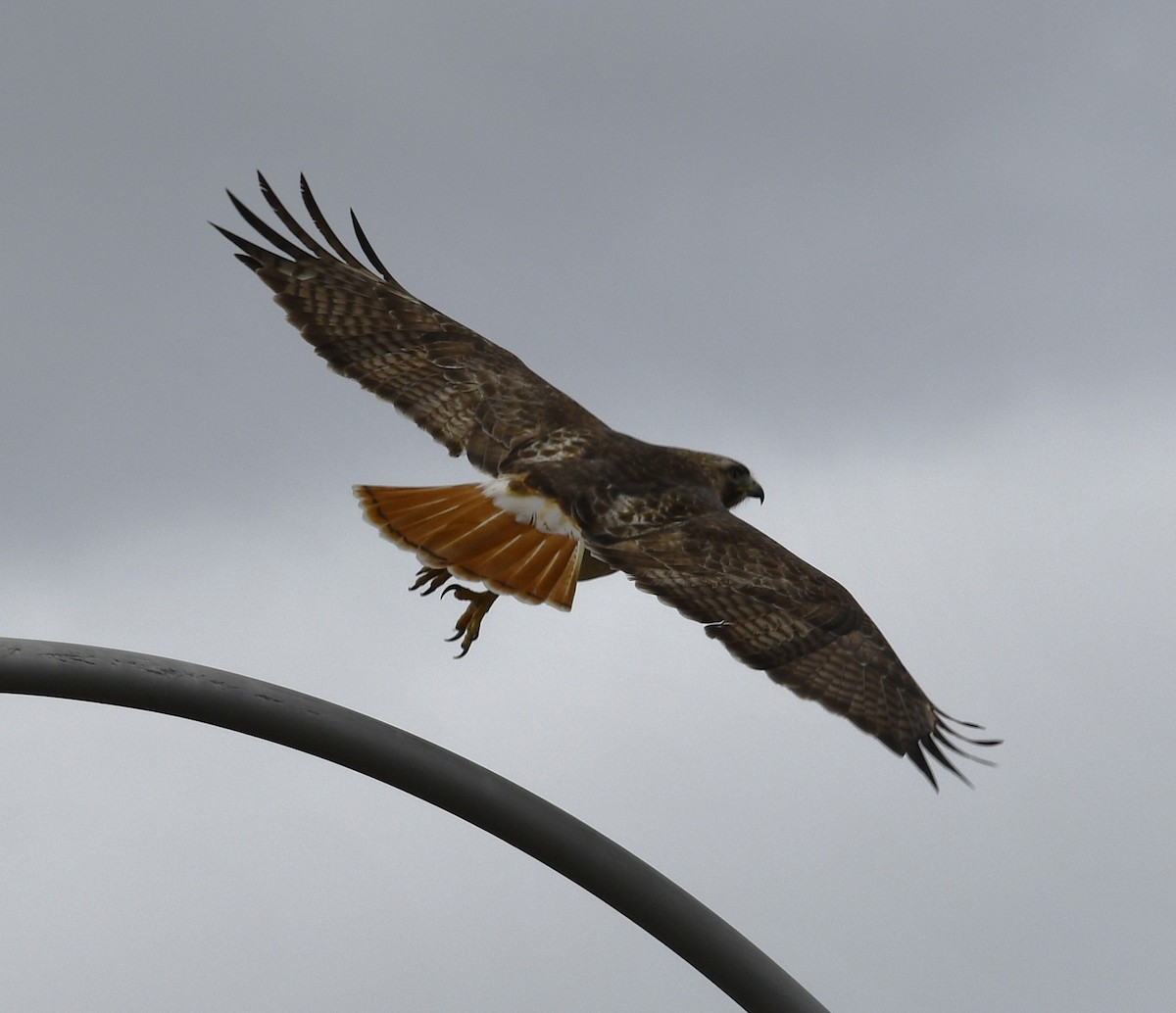 Red-tailed Hawk - ML617006451