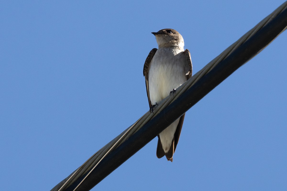 Northern Rough-winged Swallow - ML617006461