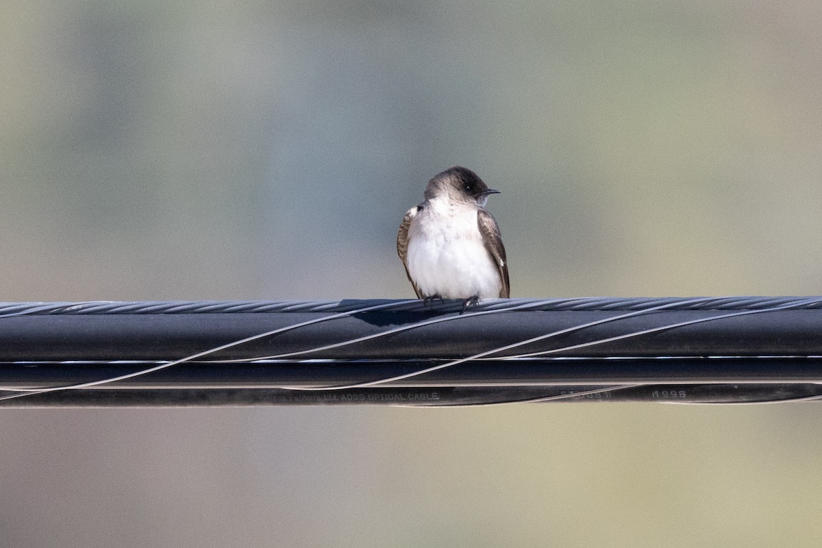Northern Rough-winged Swallow - ML617006462