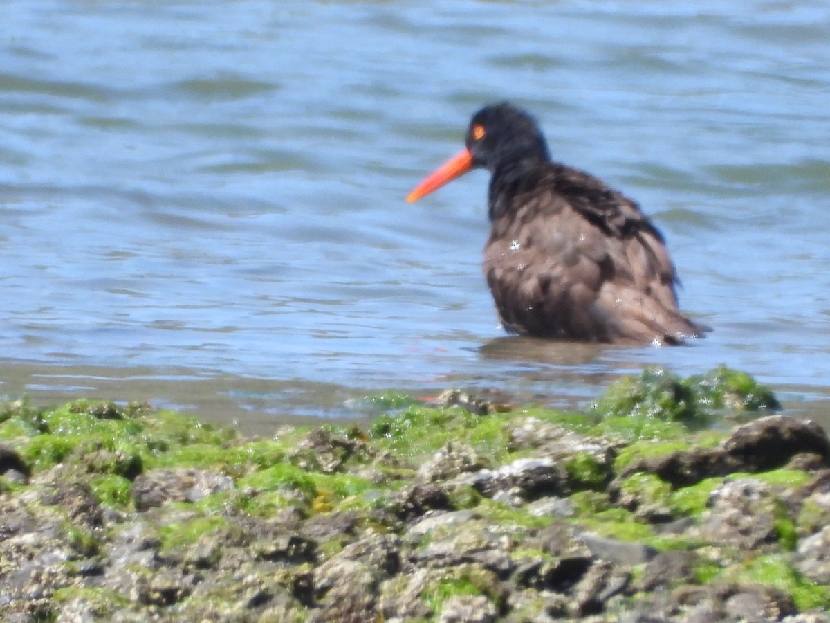 Black Oystercatcher - ML617006469