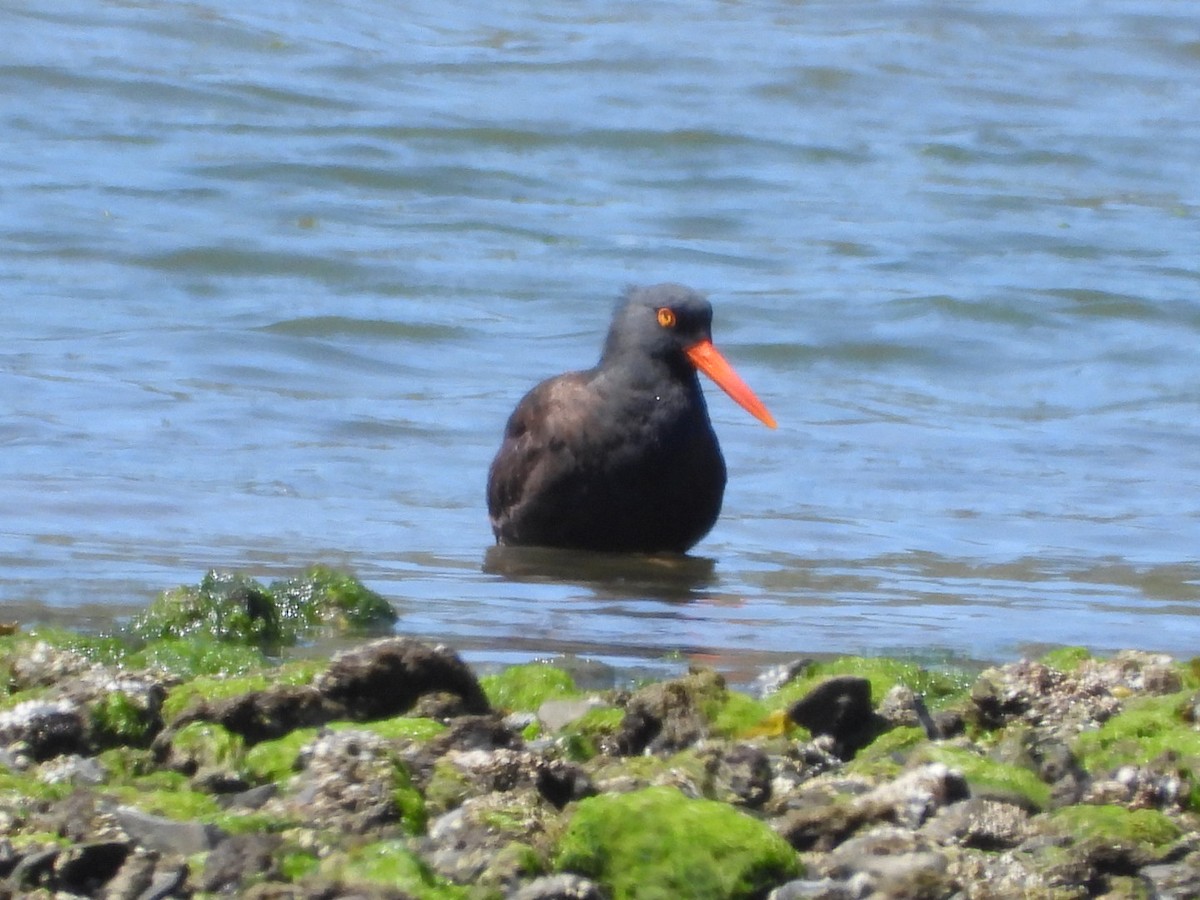 Black Oystercatcher - ML617006474