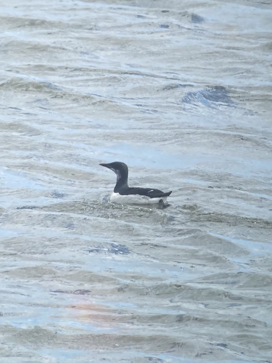 Thick-billed Murre - Marc Chelemer