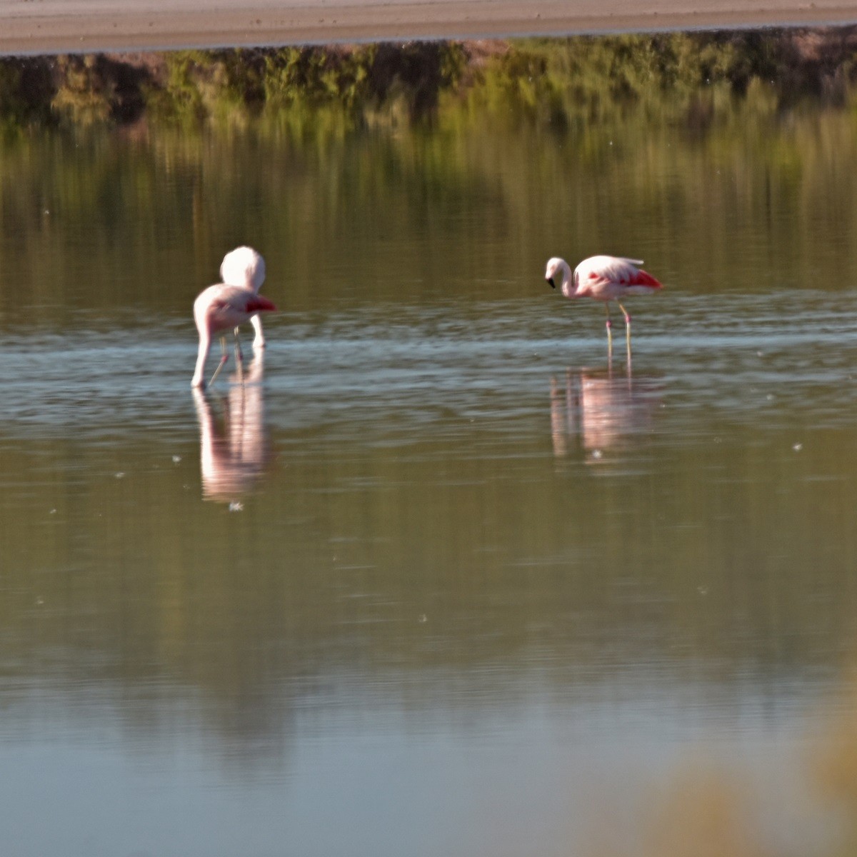 Chilean Flamingo - Carlos De Biagi