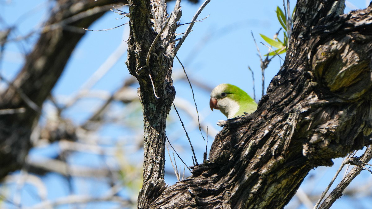 Monk Parakeet - ML617006520