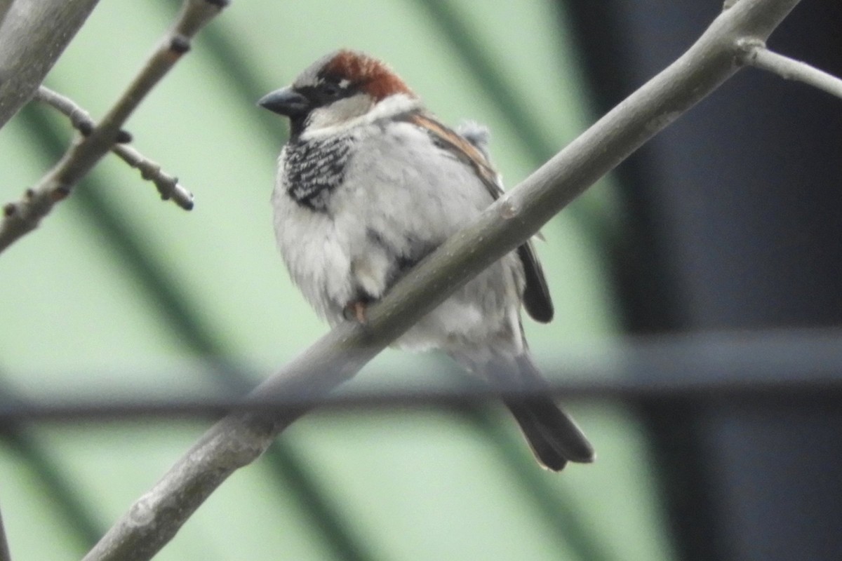 House Sparrow - ML617006525