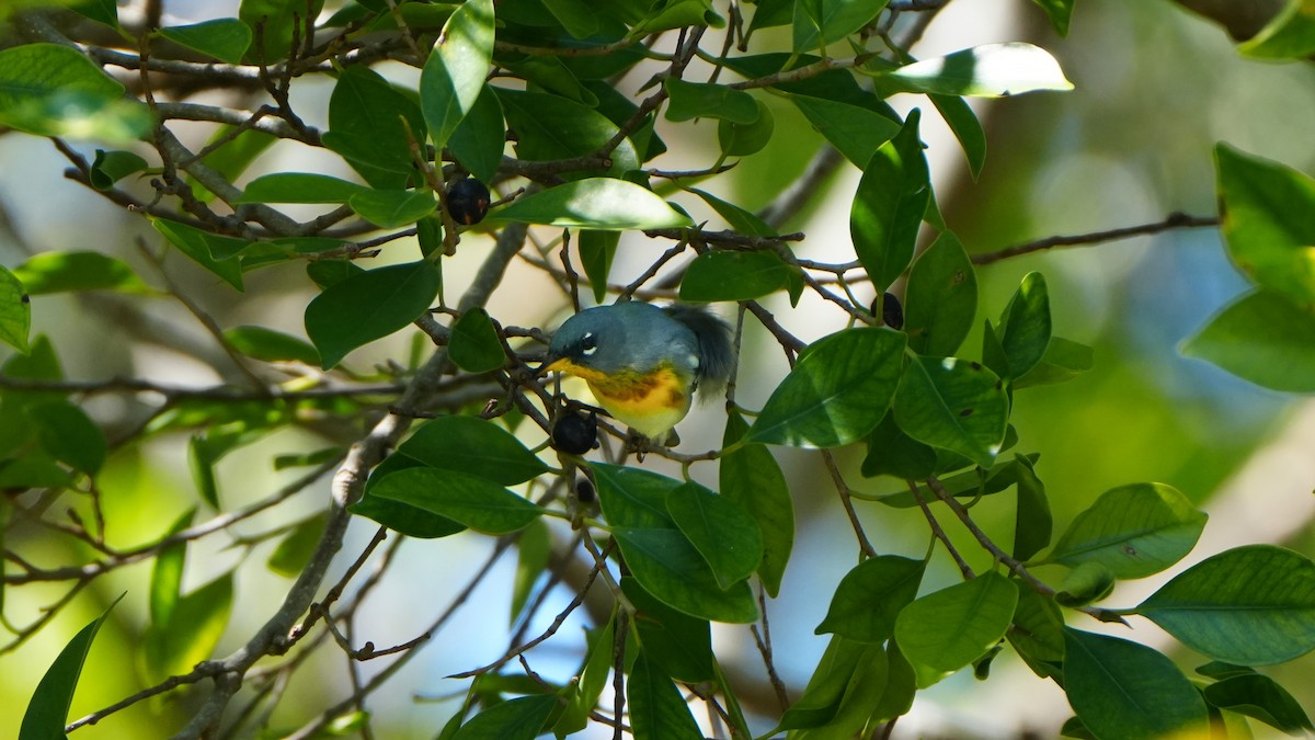 Northern Parula - ML617006559