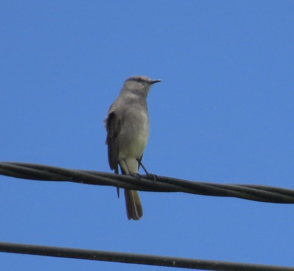 Rufous-webbed Bush-Tyrant - Jim Rowoth