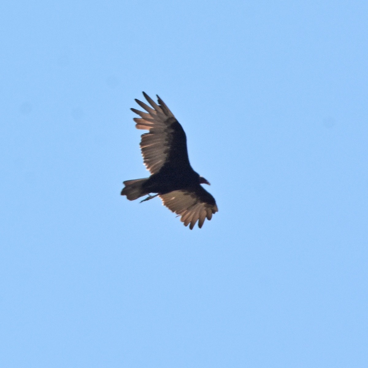 Turkey Vulture - ML617006595